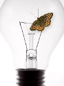Glühbirne  Schmetterling   OK Kopie